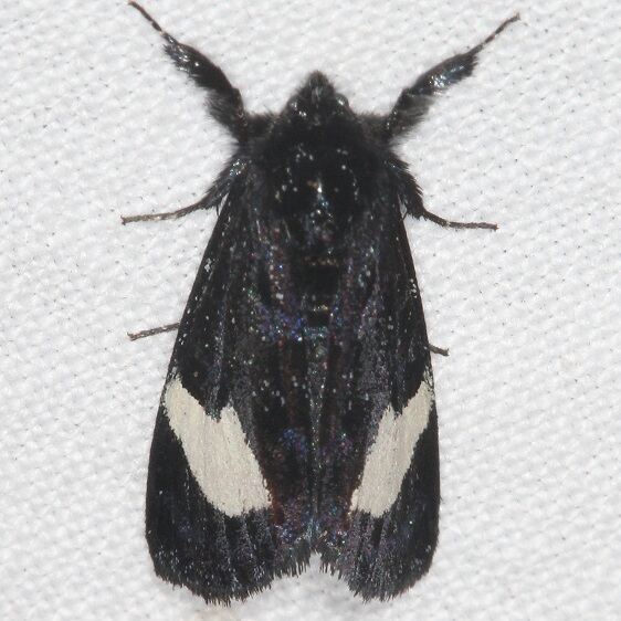 4901 Large-spotted Evergestis-Paynes Prairie St Pk Fl 2-25-22