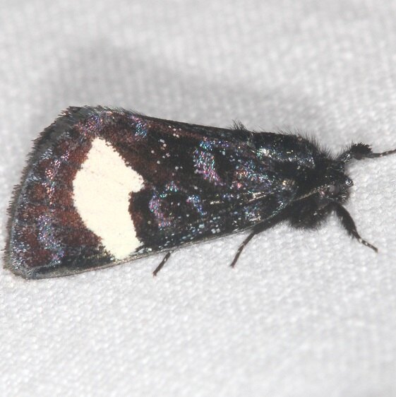 4901-Large-spotted-Evergestis-Paynes-Prairie-St-Pk-Fl-2-25-22-2