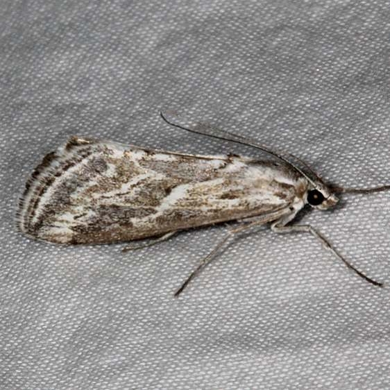 4906 Evergestis vinctalis Pine Lake campground Dixie Natl Forest Utah 6-2-17 (45)_opt