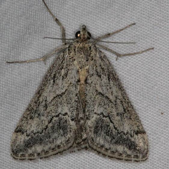 4916 Prorasea simalis White House campground Grand Staircase Escalnte Utah 5-25-17 (38)_opt