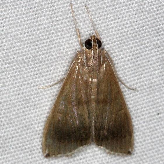 4933 Trischistognatha pyrenealis Little Manetee River St Pk 3-9-15