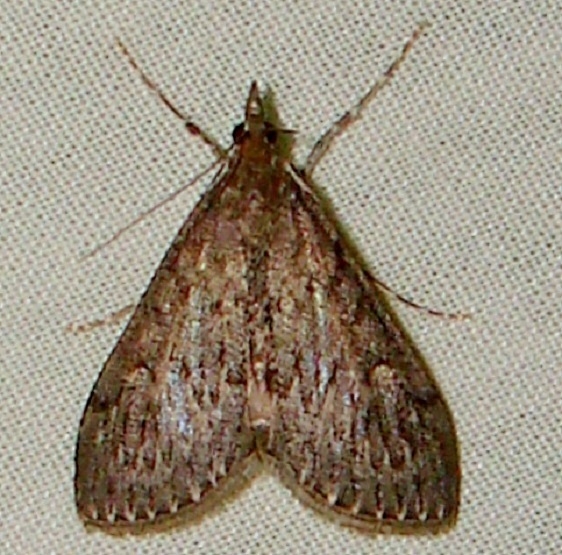 4935 Dusky Saucrobotys Moth yard 9-1-11