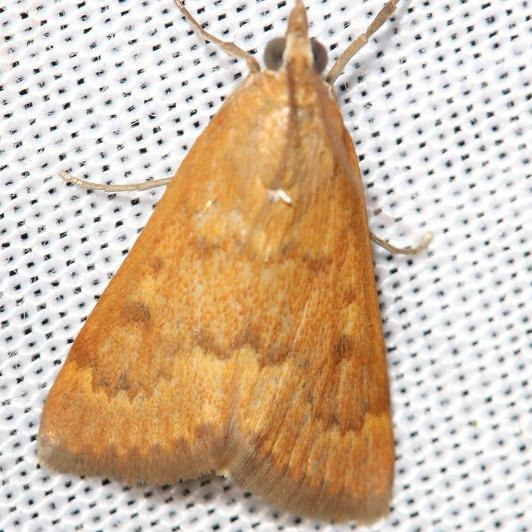 4936 Dogbane Saucrobotys Moth yard 8-20-12