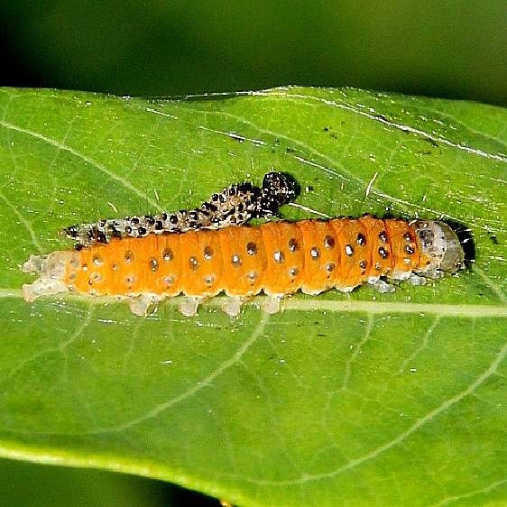 4936 Saucrobotys futilalis Caterpillar BG yard 8-17-18 (12)_opt