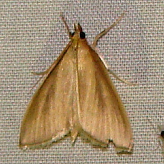 4937 Streaked Orange Moth Thunder Lake UP Mich 6-21-11