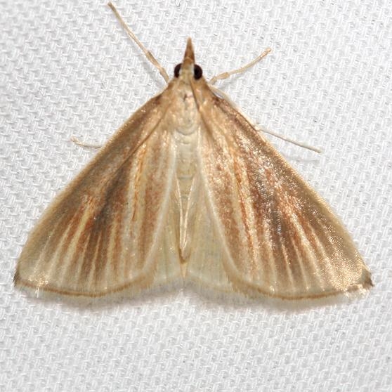 4937 Streaked Orange Moth Thunder Lake UP Mich 6-26-12
