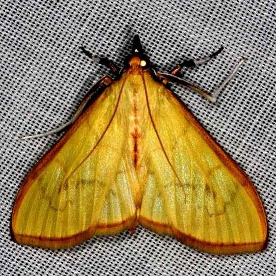 4938 Epicorsia oedipodalis Lucky Hammock Everglades 2-22-14