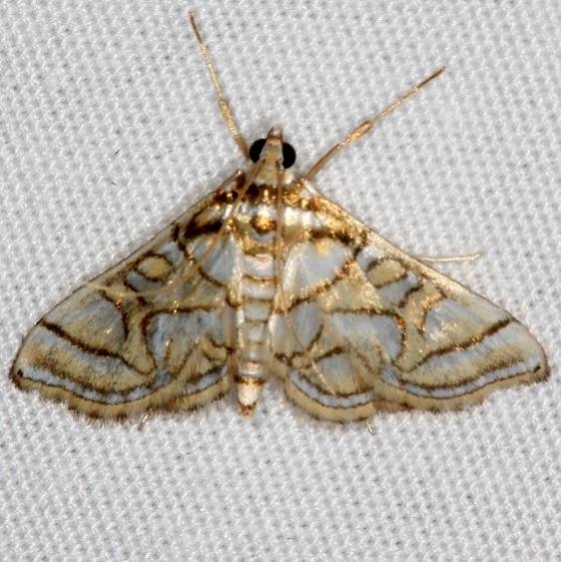 4939 Pseudopyrausta santatalis Campsite 119 Falcon St Pk 10-22-16_opt