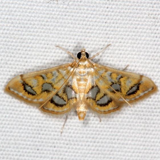 4939.1 Pseudopyrausta marginalis Campsite 119 Falcon St Pk 10-22-16 (2)_opt
