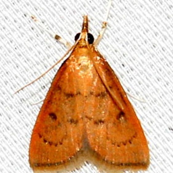 4940 Wine-tinted Oenobotys Moth Everglades Natl Pk Nike Missle Rd 3-7-13