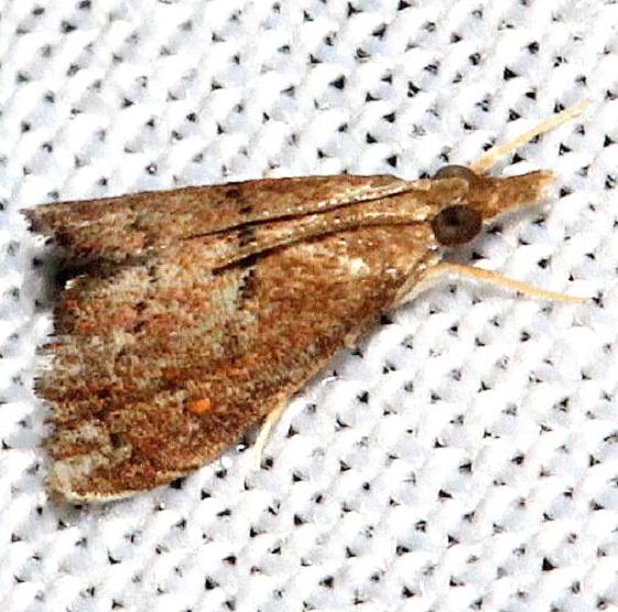4940 Wine-tinted Oenobotys Moth Hidden Lake Everglades Natl Pk 3-9-13