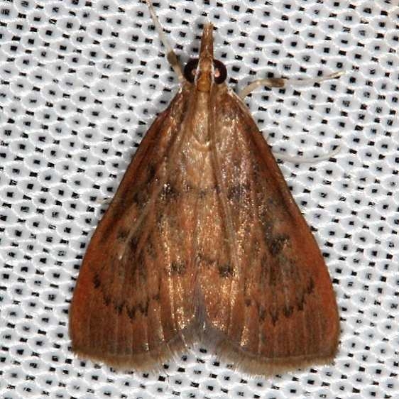 4940 Wine-tinted Oenobotys Moth O vinotinctalis Rodman campground Fl 3-19-14