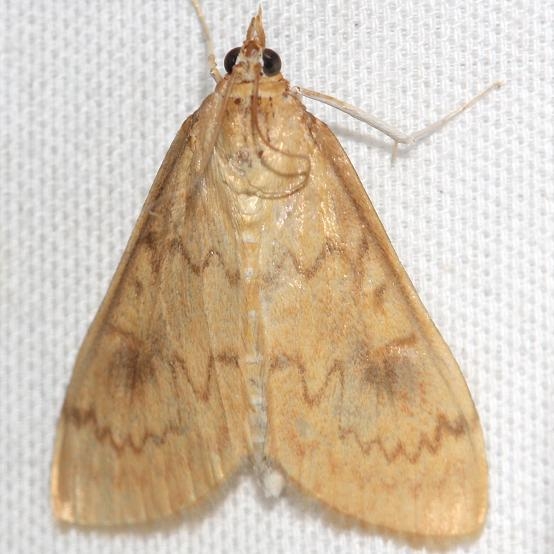 4946 American Lotus Borer Moth yard 8-6-12