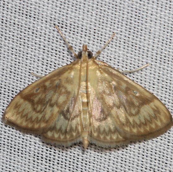 4949 European Corn Borer Moth yard 6-11-12