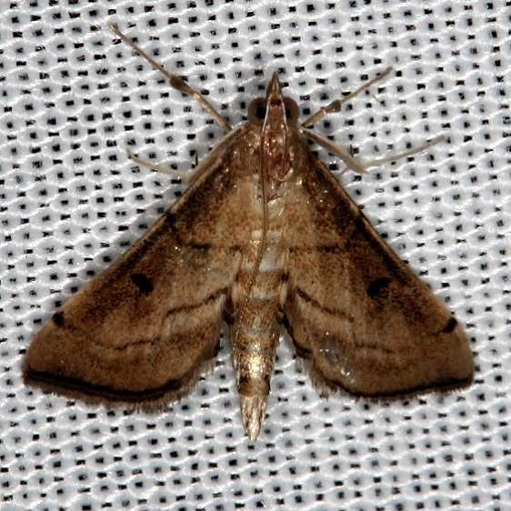 4950 Fumibotys fumalis close but different Pinelands Everglades Fla 2-18-14