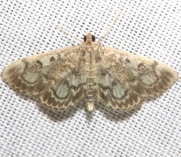 4953 Crowned Phlyctaenia Moth yard 8-31-12