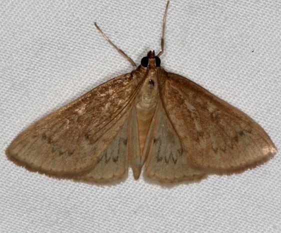4956 Anania extricalis Thunder Lake UP Mich 6-26-15