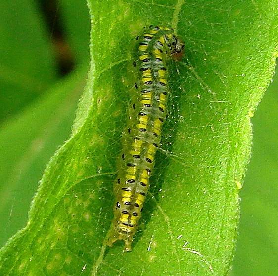 4963 Hahncappsia neomarculenta  Beavercreek Wetlands 7-27-14