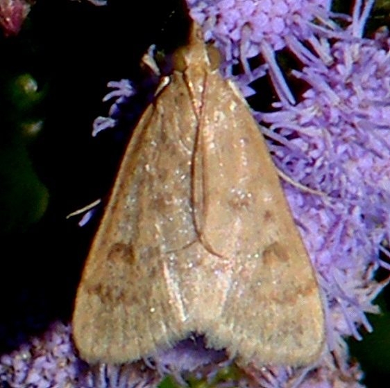 4975 Garden Webworm Moth Benson State Park Texas 10-19-08 (23)_opt