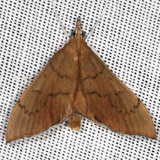 4991 Sericoplaga externalis yard 8-4-16 (9a)_opt