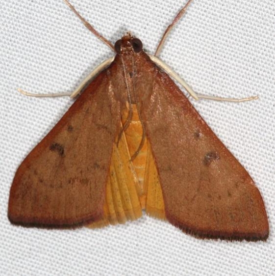 4992 Genista Broom Moth Campsite 119 Falcon St Pk 10-22-16_opt