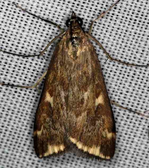 5004 Beet Webworm Moth Lake of the Woods Ontario 7-24-16 (5a)_opt