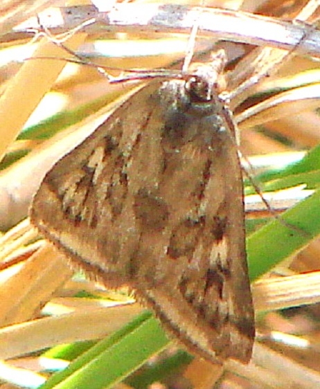 5017 Alfalfa Webworm Moth Kitty Todd Preserve Oh 5-21-11