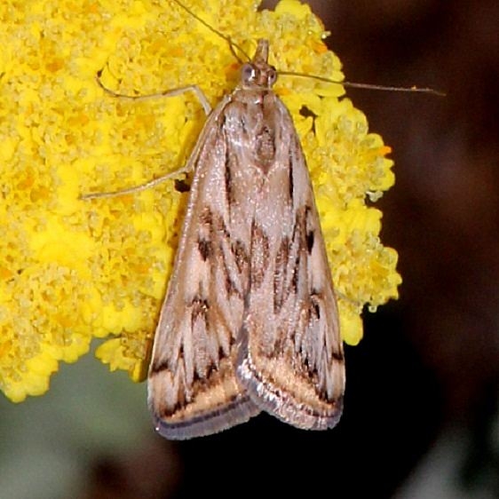 5017 Alfalfa Webworm Moth Royal Gorge Colorado 6-19-17 (7)_opt