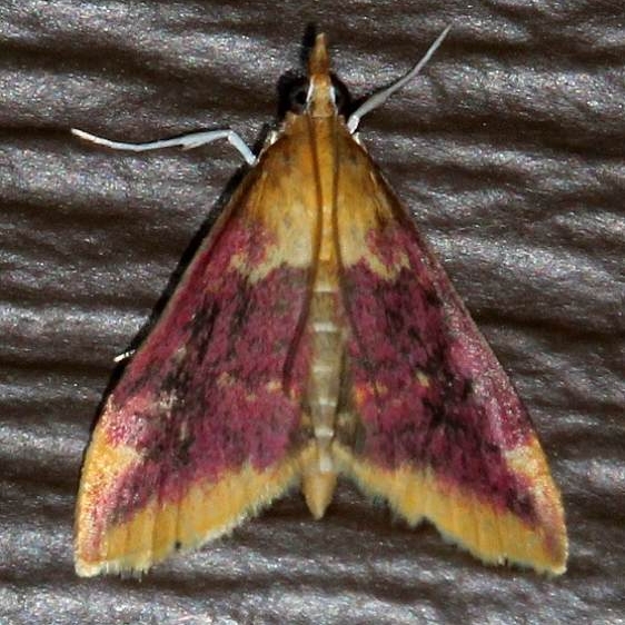 5034 Raspberry Pyrausta Moth variation Ash Rapids Lodge Lake of the Woods Ont 7-23-17 (51)_opt