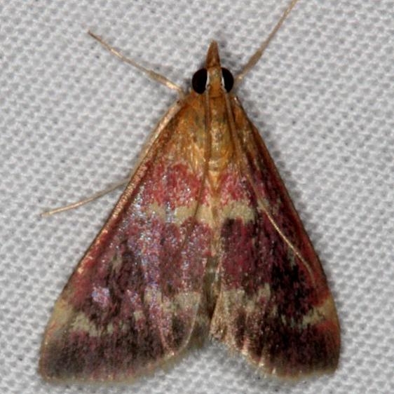 5034 Raspberry Pyrausta Moth yard 6-6-15