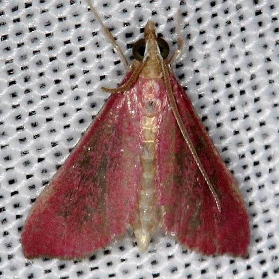 5037 Inornate Pyrausta Moth NABA Gardens Texas 11-3-13