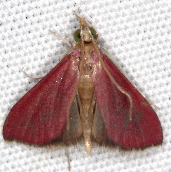 5037 Pyrausta inornatalis Campsite 119 Falcon St Pk Texas 10-27-16_opt