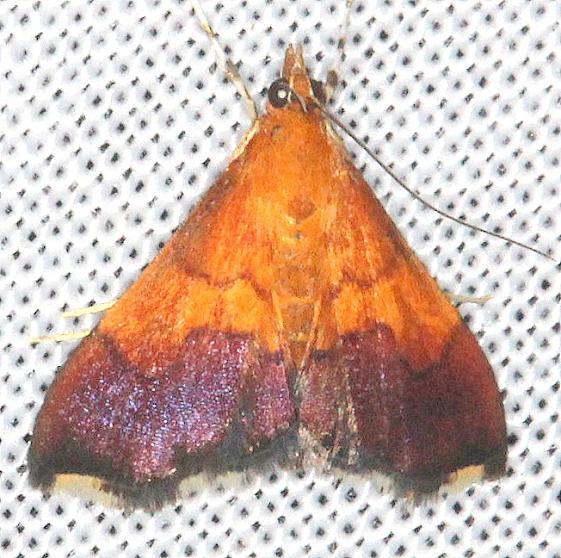 5040 Bicolored pyrausta Moth yard 8-6-13