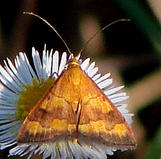 5043 Pyrausta pseudonythesalis Big Cypress Preserve Monument Campsite 3-19-11