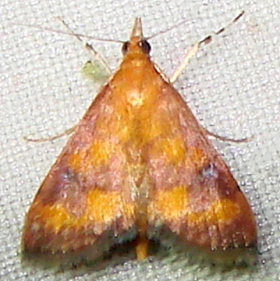 5049 Phoenician Pyrausta Moth Mahogany Hammock Everglades Natl Pk 2-25-12