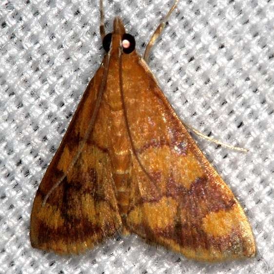 5049 Phoenician Pyrausta Moth Suwanee River St Pk Fl 9-21-18 (13)_opt