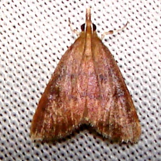 5051 Variable Reddish Pyrausta Moth Nike missle Road junction research Rd Everglades 2-28-12