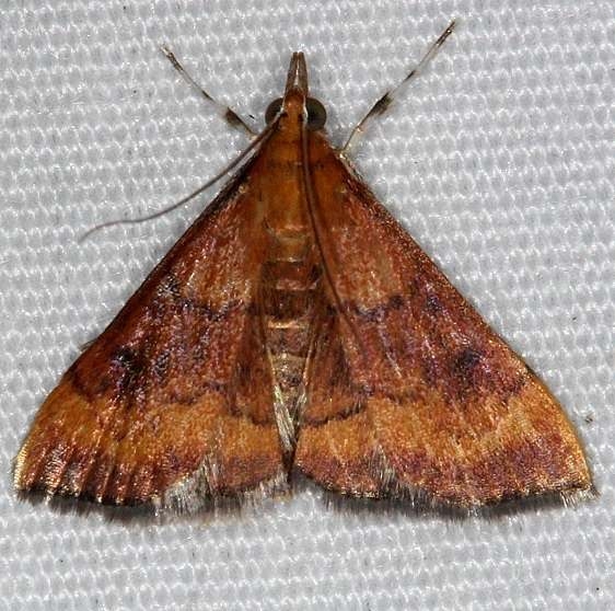 5051 Variable Reddish Pyrausta Moth yard 9-2-14