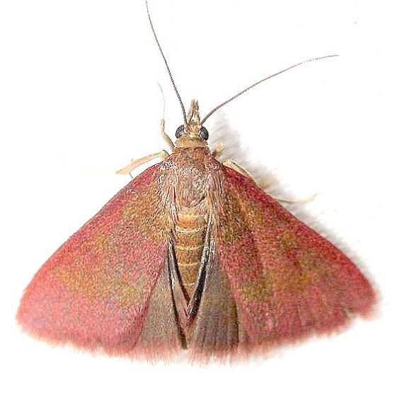 5053 Pyrausta pseuderosnealis variant or n sp Little Talbot Island St Pk Fl 2-19-13