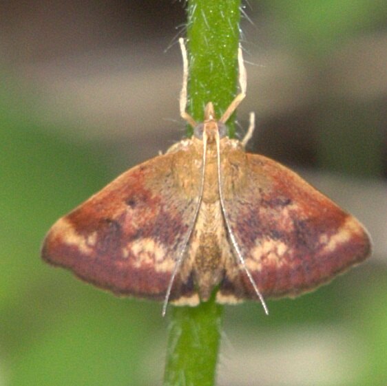 5055 Pyrausta homonymalis-Lynx-Prairie Adams Co Oh 5-24-23