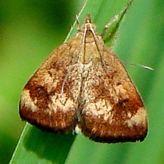 5055 Pyrausta homonymalis Spring Gleen Oh 6-11-11