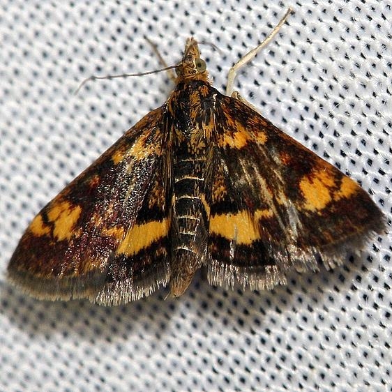 5058 Orange-spotted Pyrausta Moth yard 6-16-12