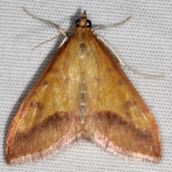 5066 Pyrausta arizonicalis Fool Hollow Lake St Pk Ariiz 5-23-17 (70)_opt