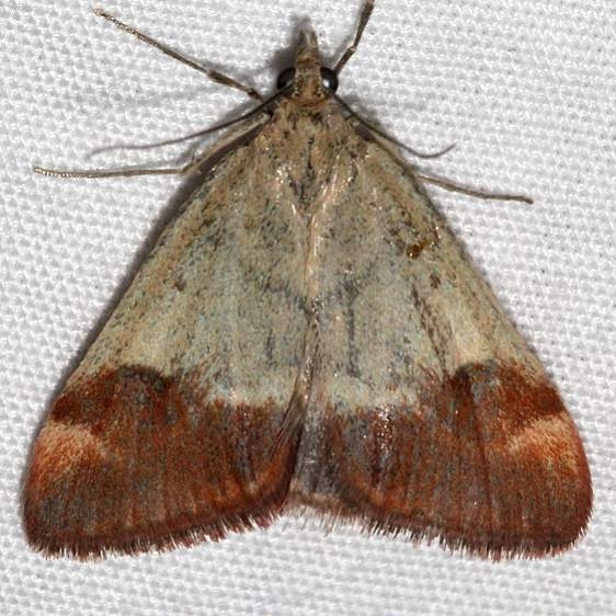5067 Pyrausta semirubralis Colorado Natl Monument 6-16-17 (191)_opt