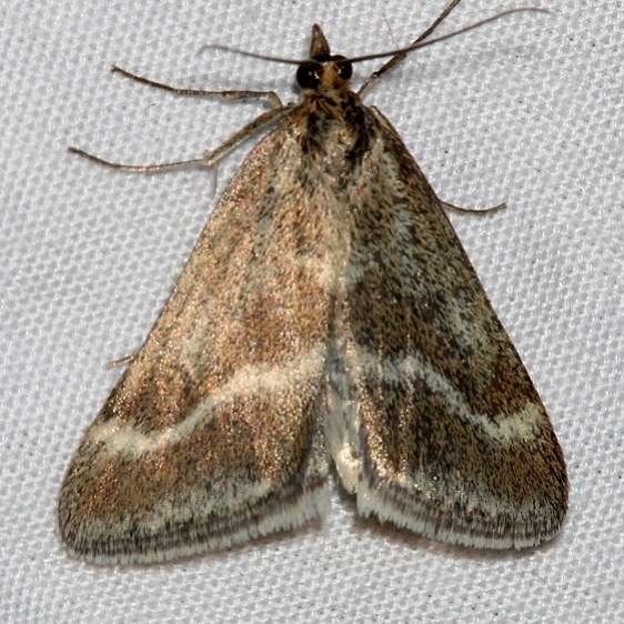 5068 Pussy's Toes Pyrausta Moth Rocky Mtn Natl Pk Colorado 6-24-17 (13)_opt