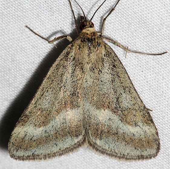 5068 Pyrausta unifascialis Mueller St Pk Colorado 6-20-17 (21)_opt