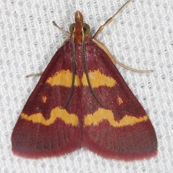 5069 Coffee-loving Pyrausta Kissimmee Prairie St Pk 2-17-14