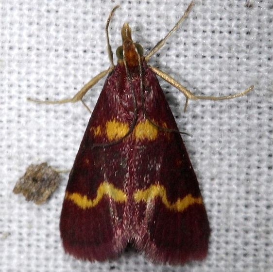 5069 Coffee-loving Pyrausta Moth Kissimmee Prairie St Pk 3-17-13