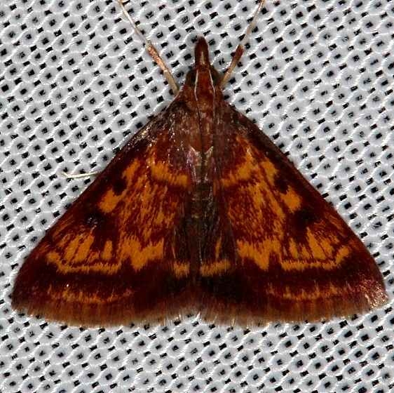 5071 Mint-loving Pyrausta Cumberland Falls St Pk Ky 4-22-14