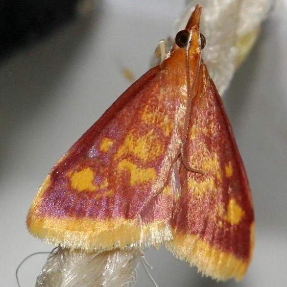 5071 Mint-loving Pyrausta yard 8-8-12